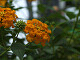 DSCF0178_thumb.jpg