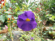 DSCF0180_thumb.jpg