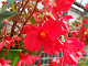 DSCF0184_thumb.jpg