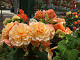 DSCF0186_thumb.jpg