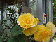 DSCF0187_thumb.jpg