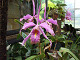 DSCF0202_thumb.jpg