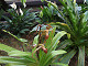DSCF0204_thumb.jpg