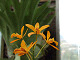 DSCF0206_thumb.jpg