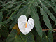 DSCF0207_thumb.jpg