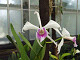 DSCF0208_thumb.jpg