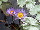 DSCF0213_thumb.jpg