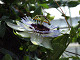 DSCF0226_thumb.jpg