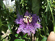 DSCF0228_thumb.jpg