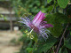 DSCF0230_thumb.jpg