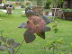 DSCF0241_thumb.jpg