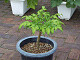 DSCF0249_thumb.jpg
