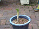 DSCF0250_thumb.jpg